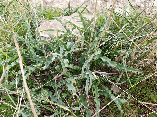 Drimia purpurascens