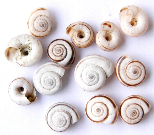 Eastern Heath Snail
