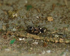 Rhyparochromus vulgaris