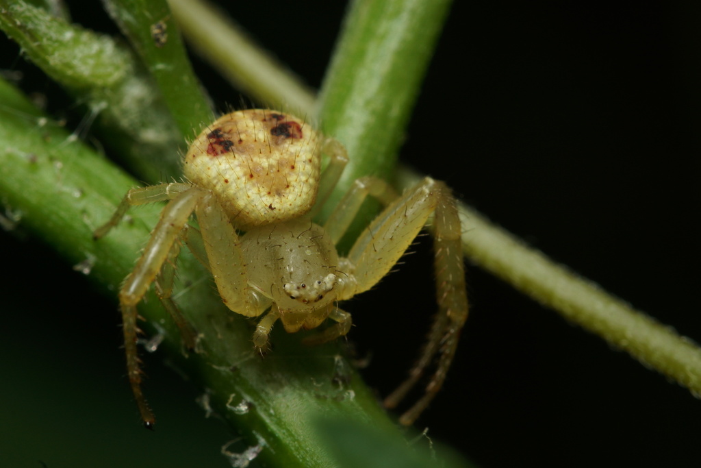 Runcinioides