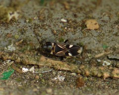 Rhyparochromus vulgaris