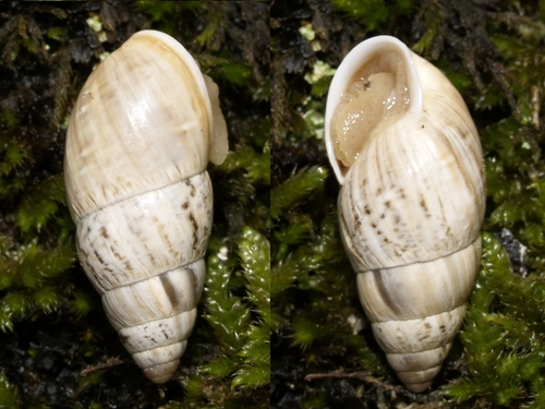 Zebra Snail, photo 9 of 10