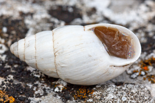 Zebra Snail, photo 10 of 10