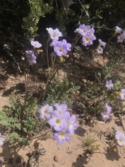 Phacelia fremontii