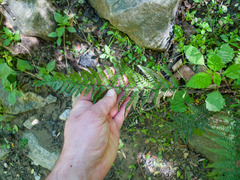 Polystichum luctuosum