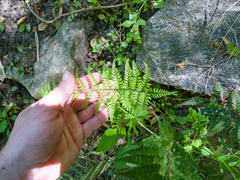 Polystichum luctuosum