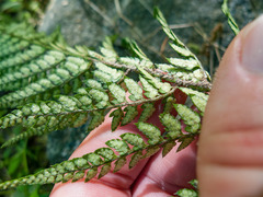 Polystichum luctuosum