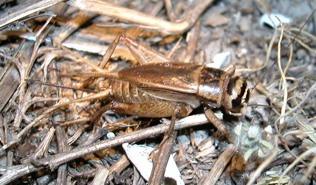 Cricket Insect Facts  Acheta domesticus - A-Z Animals