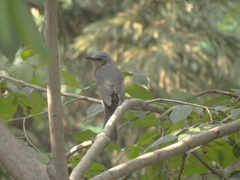 Hypsipetes amaurotis