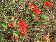 Castilleja hispida hispida