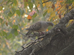 Streptopelia orientalis