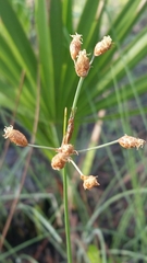 Fimbristylis puberula