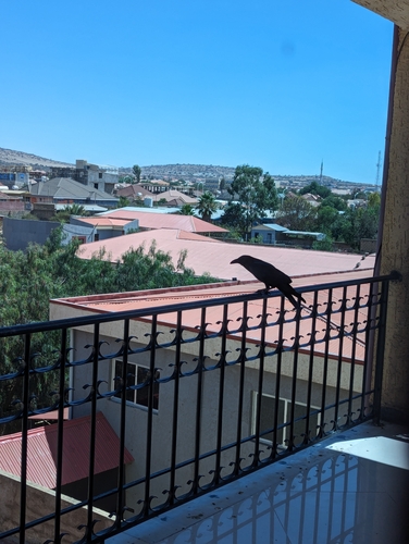 Somali Crow