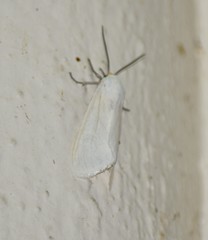 Pygarctia flavidorsalis