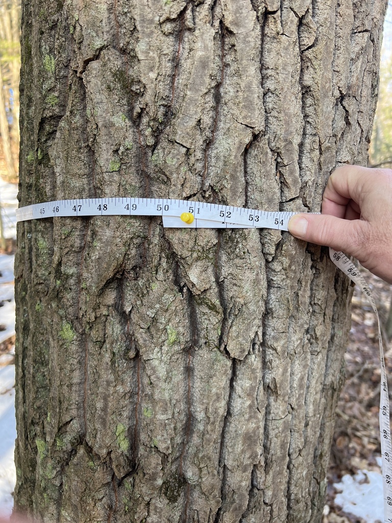 bigtooth aspen from Paradise Park, Windsor, VT, US on February 10, 2024 ...