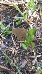 Neonympha areolatus