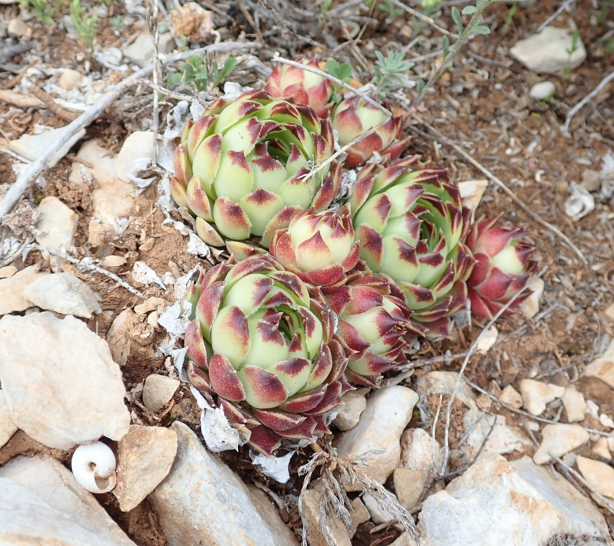 Sempervivum calcareum 'Mrs. Giuseppi' 2