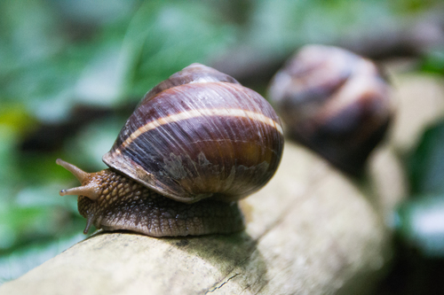 Turkish Snail