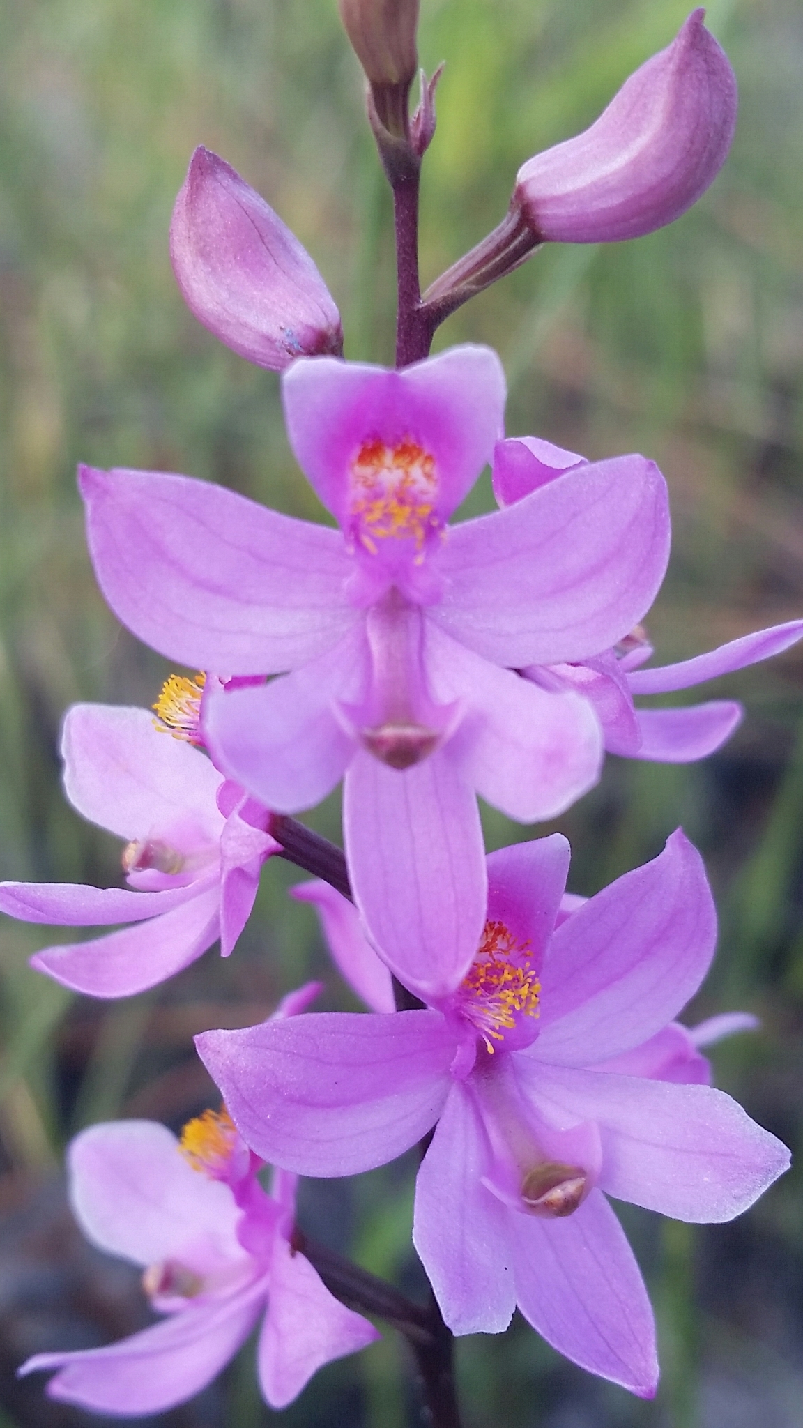 Calopogon multiflorus - Wikipedia