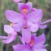 Many-flowered Grasspink - Photo (c) Jay Horn, some rights reserved (CC BY), uploaded by Jay Horn