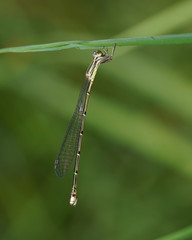 Rhadinosticta simplex