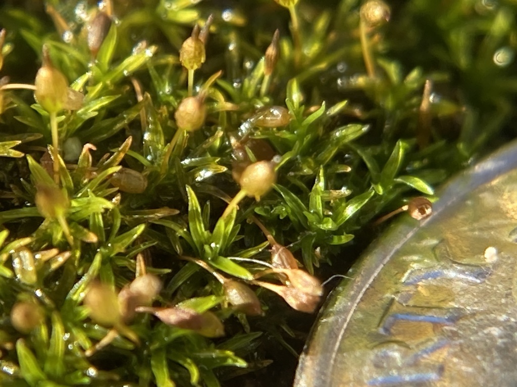Incurved Grizzled Moss