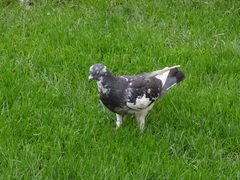 Columba livia