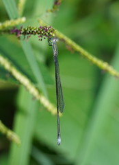 Rhadinosticta simplex