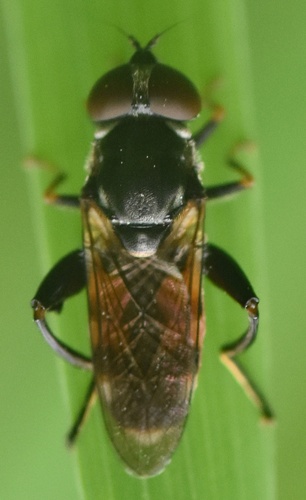 Tooth-thighed Hoverfly