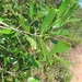 Coptosperma littorale - Photo (c) magdastlucia, algunos derechos reservados (CC BY-NC), subido por magdastlucia