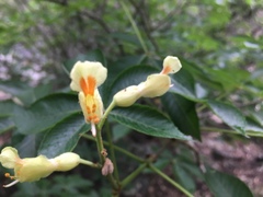 Aesculus pavia flavescens