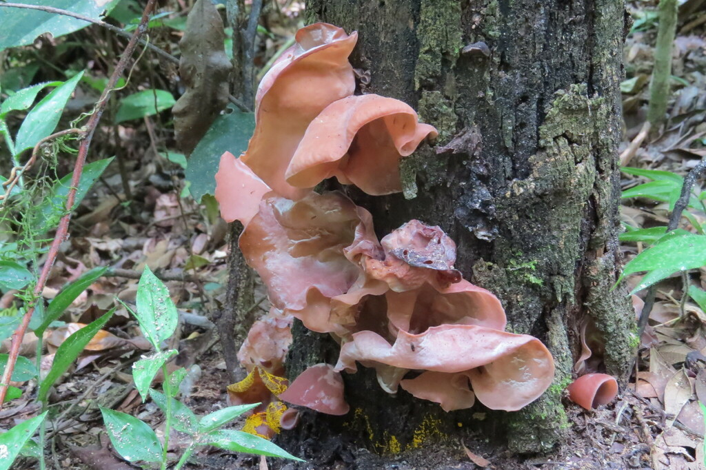 Auricularia fuscosuccinea