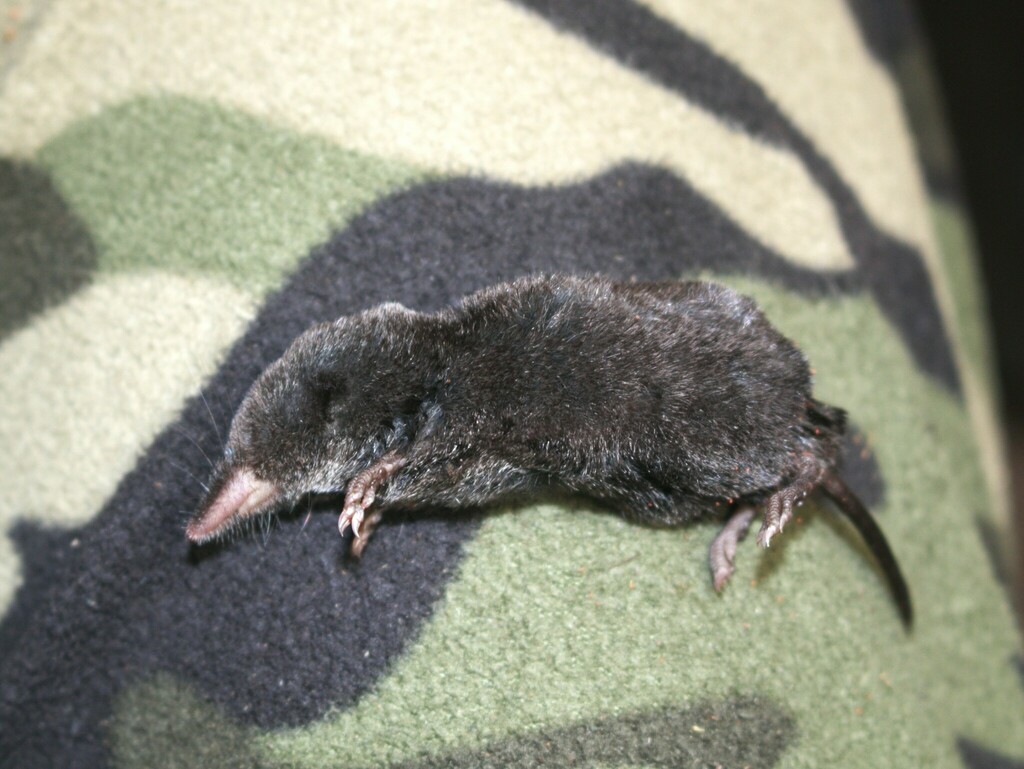 Ecuadorean Small-eared Shrew