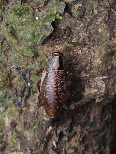 Macrophyllodromia maximiliani image