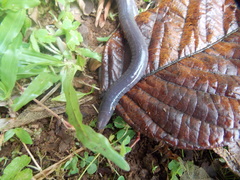 Gymnopis multiplicata