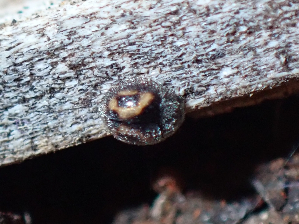Pharoscymnus decemplagiatus