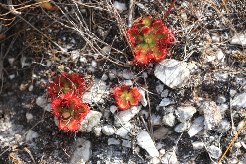 Drosera xerophila