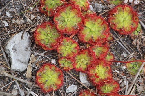 Drosera xerophila