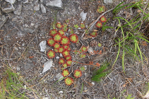 Drosera xerophila