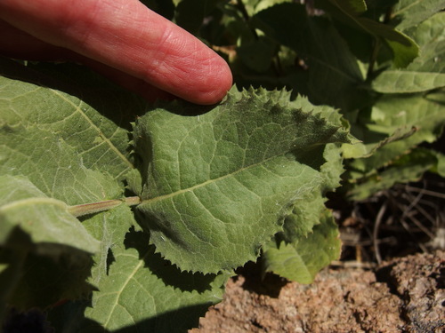 Image of Acourtia thurberi by (c) Sue Carnahan, some rights reserved (CC BY)