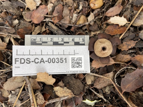 Geastrum (Photo 2 of 2)