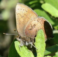 Callophrys augustinus iroides