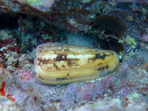 Conus striatus observed 2024-01-01