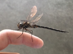 Gomphaeschna antilope