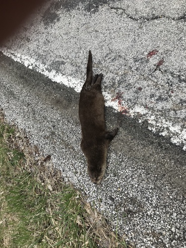 North American River Otter photographed in Ohio
