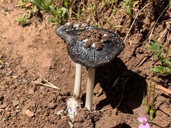 Coprinus calyptratus