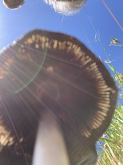 Coprinus calyptratus