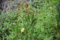 Rumex chrysocarpos