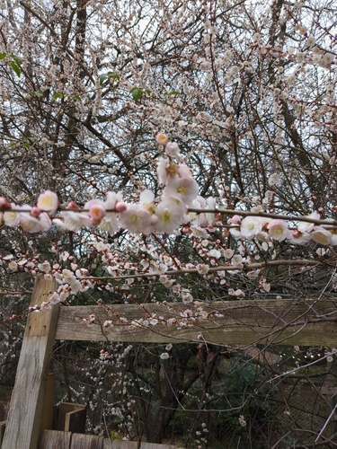 Image of Prunus mume by no rights reserved