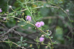 Mimosa asperata